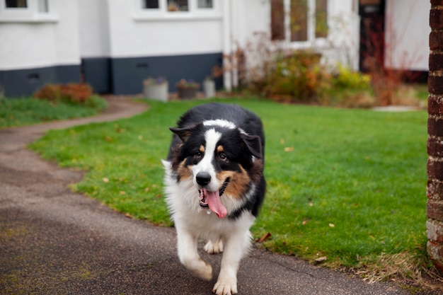 Gratis foto mooie border collie-hond die veel plezier heeft buiten