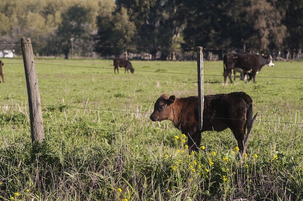 Mooie bruin kalf staande in het groene veld achter het hekwerk