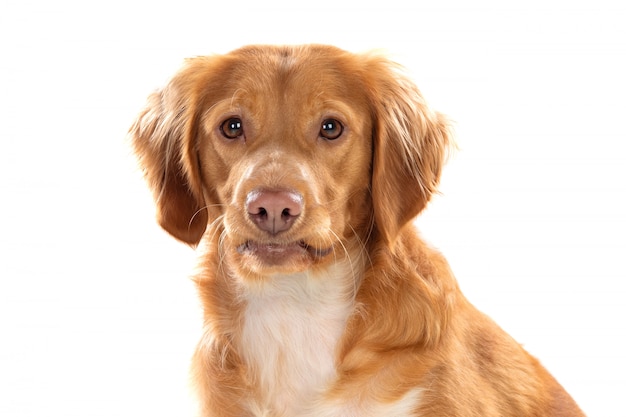 Mooie bruine bretonse hond