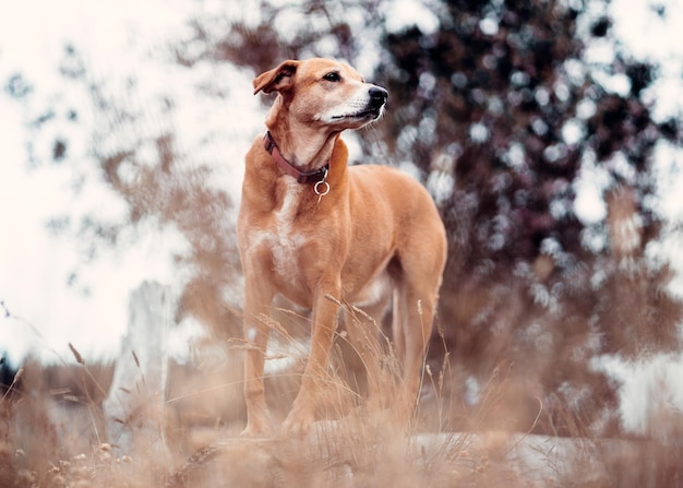 Mooie bruine Rhodesian Ridgeback-hond in de wildernis