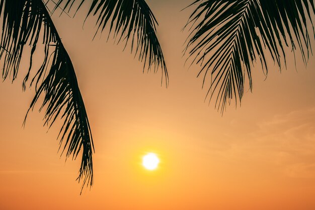 Mooie buitenaard met kokosnotenblad met zonsopgang of zonsondergangtijd