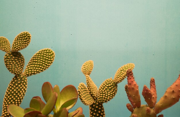 Mooie cactusplanten tegen blauwe muur