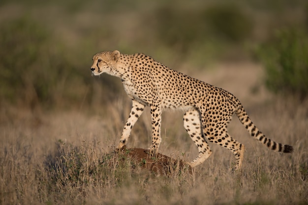 Mooie cheetah op jacht naar prooi met een onscherpe achtergrond