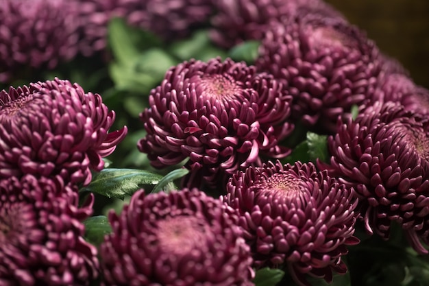 Gratis foto mooie chrysanten close-up