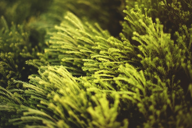 Mooie close-up shot van groene planten zwaaien onder de wind in een veld