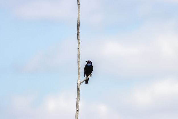 Mooie close-up van een blauwe oude wereldvliegenvanger op een tak