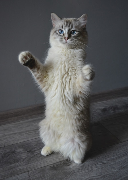 Mooie cyperse kat met blauwe ogen staat op grijze vloer Premium Foto