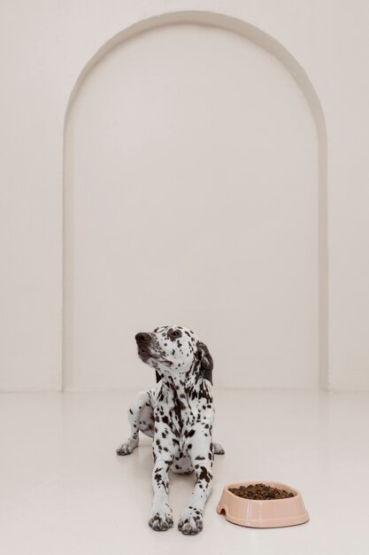 Mooie Dalmatische hond eten