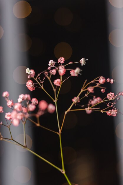 Mooie decoratie schattige kleine gedroogde kleurrijke bloemen op donker zwart, behang.