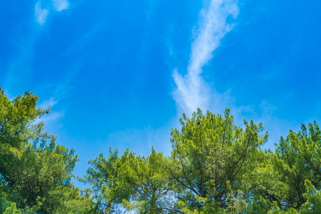 Mooie dennenbomen met blauwe hemel.