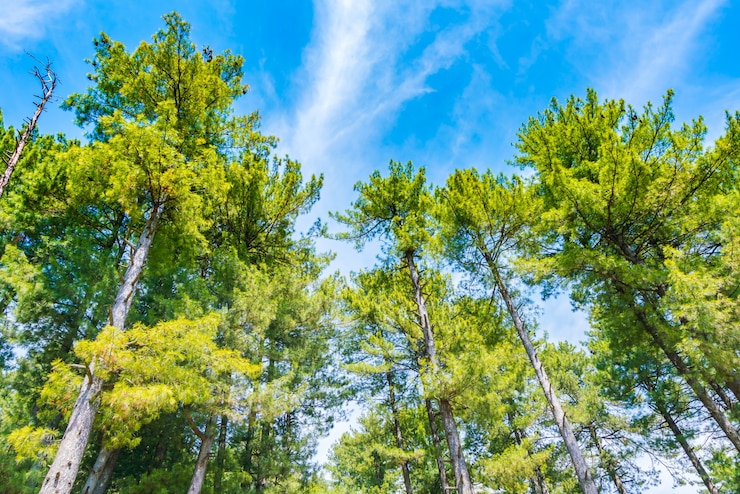 Gratis Foto mooie dennenbomen met blauwe hemel.