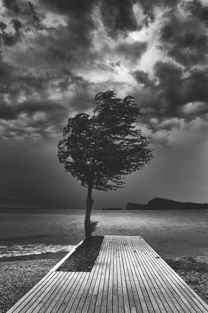 Mooie donkere zwart-wit foto van een enkele boom op een houten pier in de buurt van de oceaan