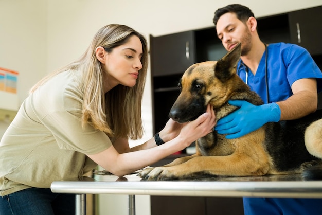 Mooie droevige vrouw die afscheid neemt van haar oude Duitse herder. Professionele mannelijke dierenarts die zich voorbereidt op en klaar is om een zieke hond in te laten slapen