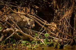 Gratis foto mooie en bedreigde amerikaanse jaguar in de natuur habitat panthera onca wilde brasil braziliaanse dieren in het wild pantanal groene jungle grote katten