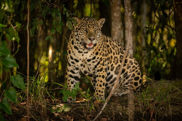 Mooie en bedreigde Amerikaanse jaguar in de natuur habitat Panthera onca wilde brasil braziliaanse dieren in het wild pantanal groene jungle grote katten