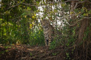 Mooie en bedreigde amerikaanse jaguar in de natuur habitat panthera onca wilde brasil braziliaanse dieren in het wild pantanal groene jungle grote katten