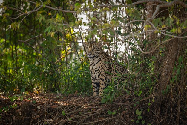 Mooie en bedreigde Amerikaanse jaguar in de natuur habitat Panthera onca wilde brasil braziliaanse dieren in het wild pantanal groene jungle grote katten