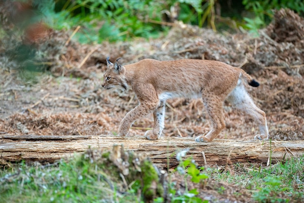 Mooie en bedreigde Euraziatische lynx in de natuurhabitat Lynx lynx