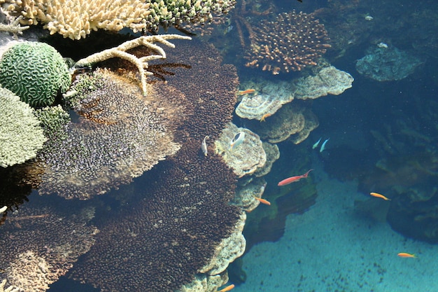 Mooie en kleurrijke kleine vissen die in de tank zwemmen