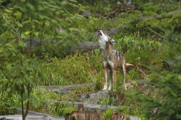 Mooie en ongrijpbare Euraziatische wolf in de kleurrijke zomer