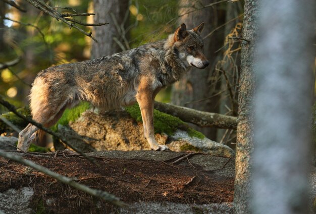 Mooie en ongrijpbare Euraziatische wolf in het kleurrijke zomerbos