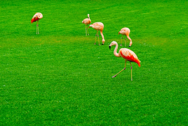 Mooie flamingogroep die op het gras in het park lopen