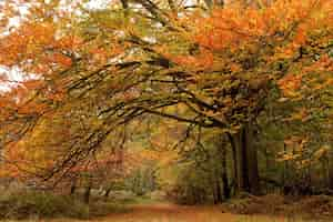 Gratis foto mooie foto van bomen met kleurrijke bladeren in een herfstbos