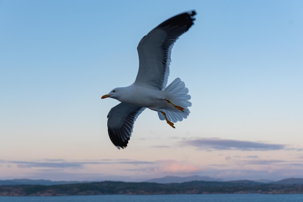 Mooie foto van de zee golven vogel vliegen