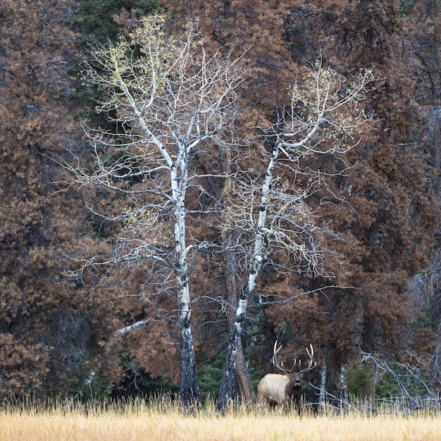 Gratis foto mooie foto van een eland die in de verte staat bij bladloze bomen in een droog grasveld