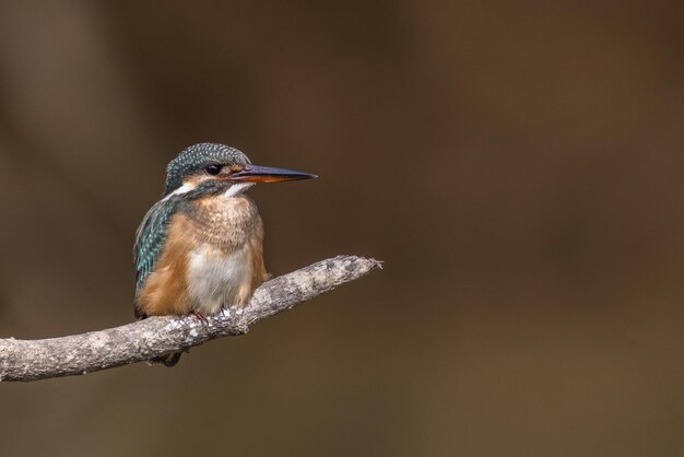 Mooie foto van een kolibrie in beweging met onscherpe achtergrond