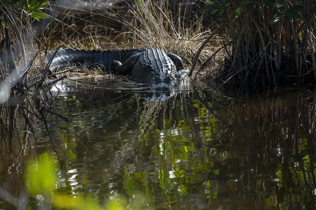 Mooie foto van een krokodil die overdag in het meer zwemt