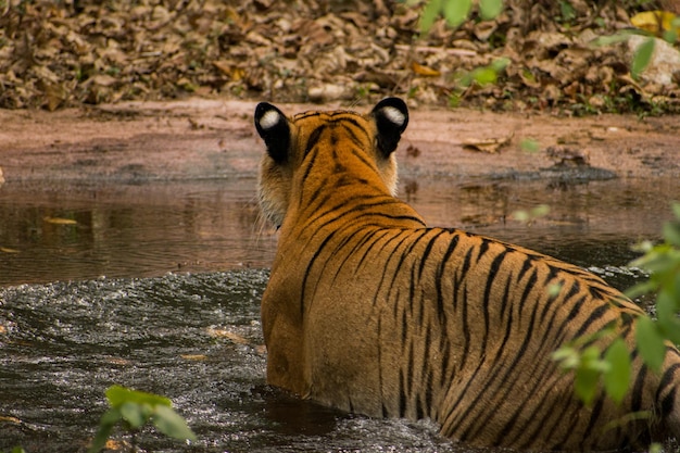 Gratis foto mooie foto van een majestueuze tijger die in het water in het bos loopt