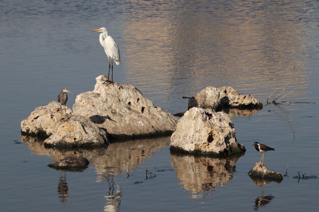 Mooie foto van een reiger, zilverreiger en meeuw die op de rots zit