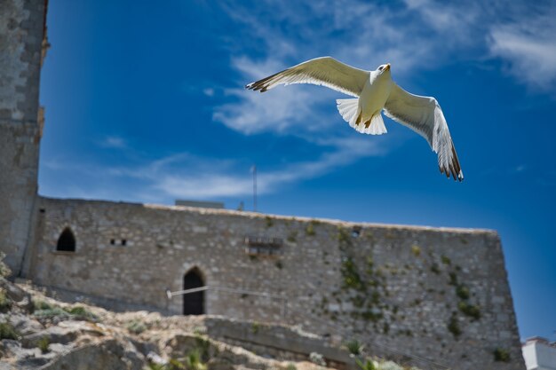 Mooie foto van een zeemeeuw die langs antieke architectuur vliegt