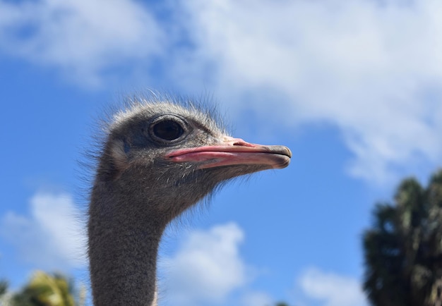 Mooie foto van struisvogel met nek verlengd in zijaanzicht.