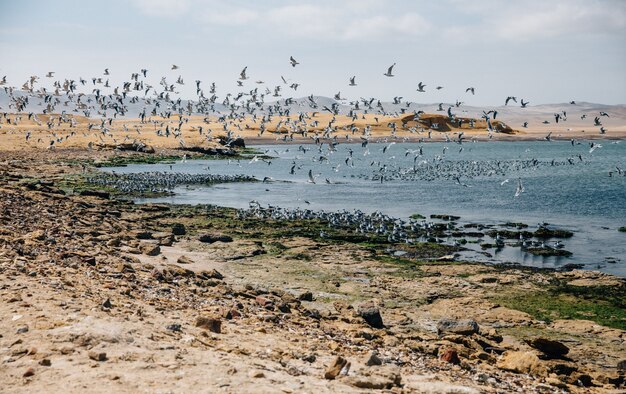Mooie foto van vogels die over een meer en de kust vliegen onder een blauwe lucht