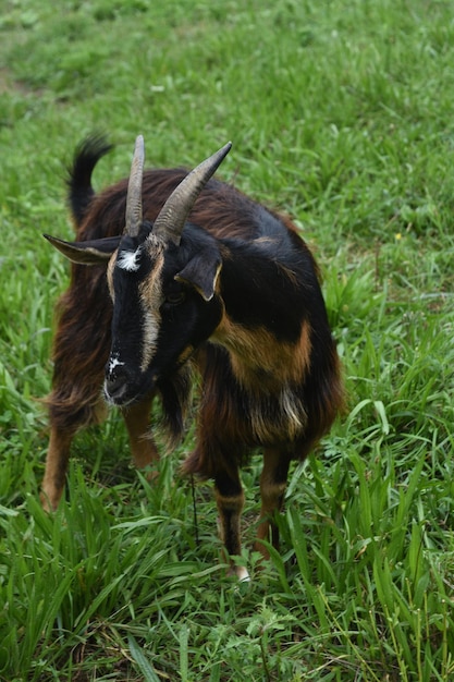 Gratis foto mooie geit in een veld met dik groen gras.