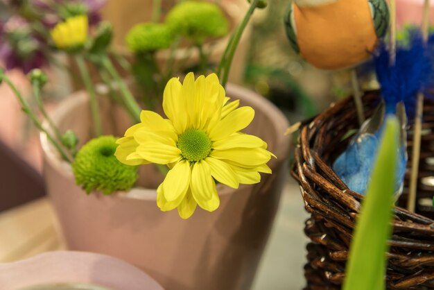 Mooie gele bloemen en knoppen in de potplant