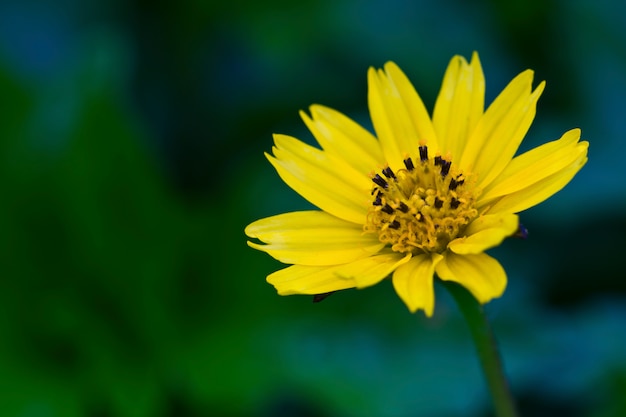 Mooie gele daisy