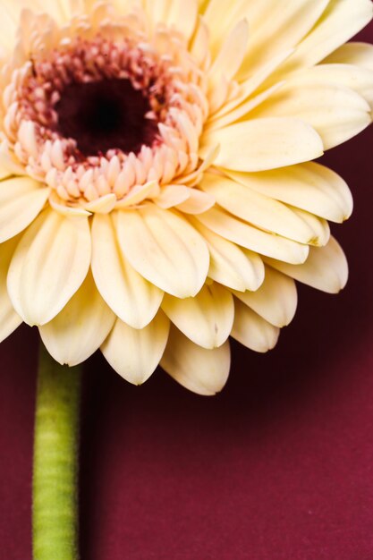 Mooie gerbera op bordeaux