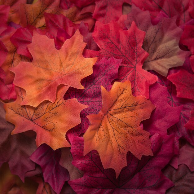 Mooie getextureerde herfst esdoorn bladeren