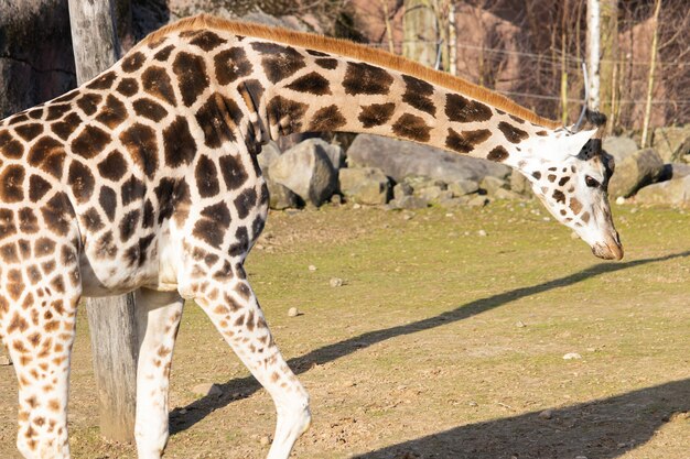 Mooie giraf die rond zijn pen in een dierentuin loopt