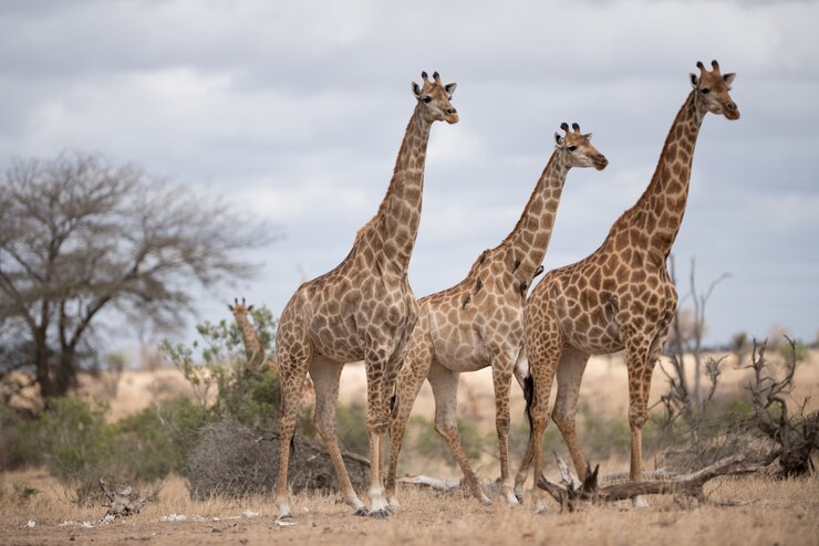 Gratis Foto mooie giraffen die op een struikgebied lopen