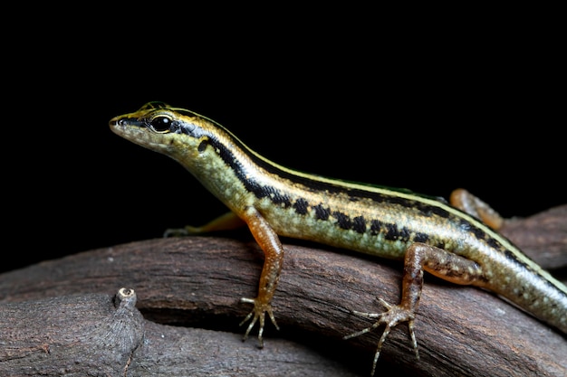 Mooie goud gestreepte boom skink hagedis op tak met zwarte achtergrond