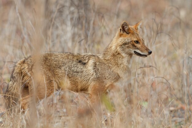 Mooie gouden jakhals in mooi zacht licht in Pench-tijgerreservaat in India