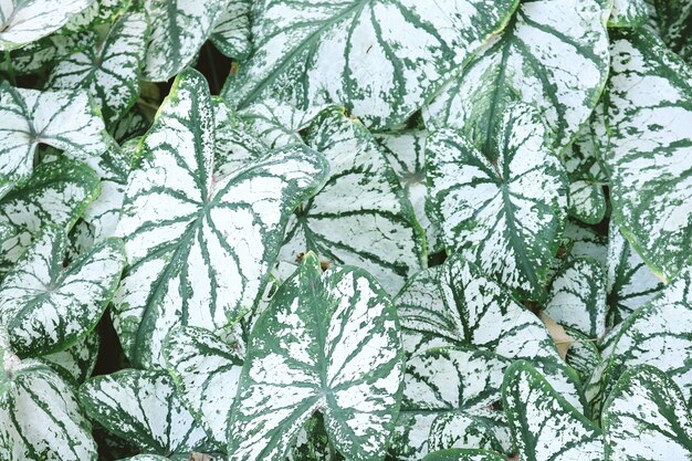 Mooie groene bladeren van caladium plant