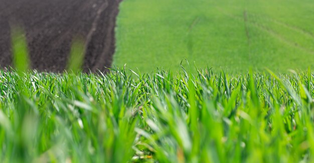 Mooie groene tarwevelden in Oekraïne. Groene tarwespruiten in een veld, close-up. Concept ecologie bescherming. Ontdek de schoonheid van de wereld.