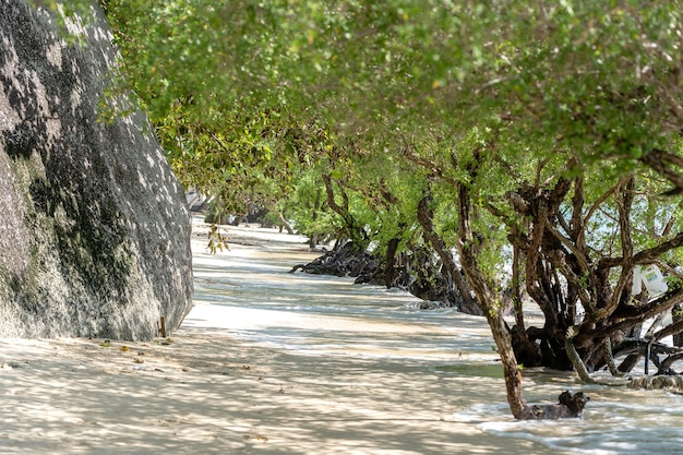 Mooie groene tunnel van tropische mangrovebomen op het zandstrand in de buurt van rots op het eiland koh phangan, thailand