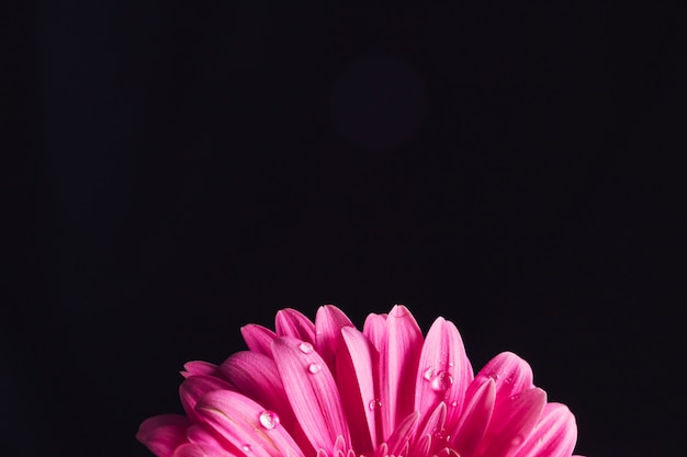 Gratis foto mooie heldere roze bloeibloemblaadjes in dauw