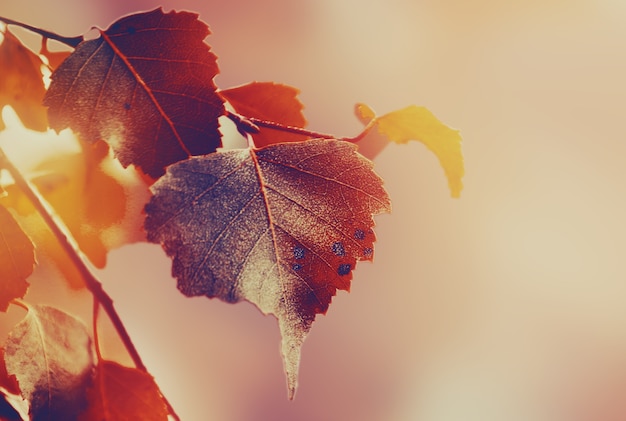 Mooie herfstbladeren op de herfst rode achtergrond zonnig daglicht horizontaal toning